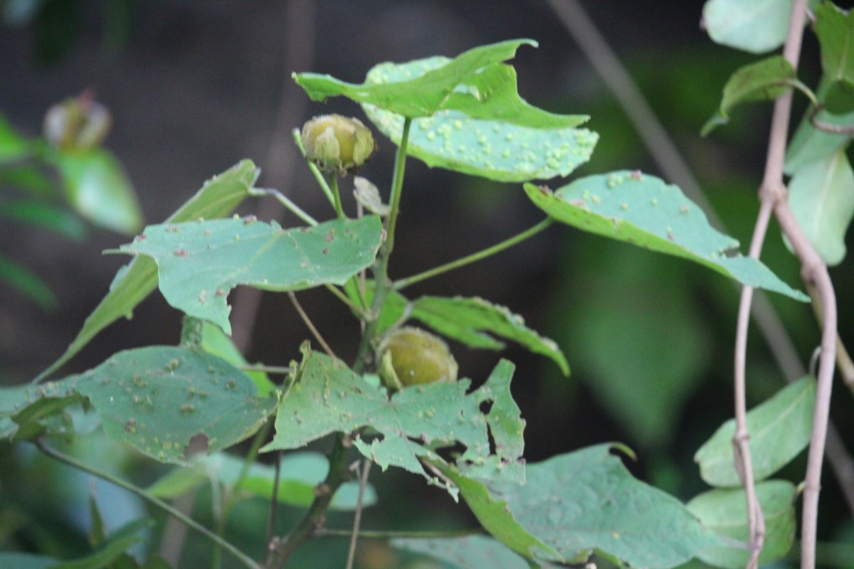 Hibiscus platanifolius (Willd.) Sweet